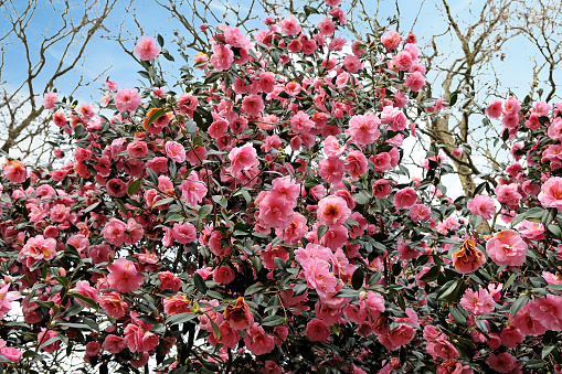 Double pink camellia 'Donation' in flower.