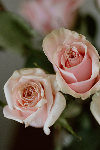 The subtle sophistication meets natural charm in the gentle hues of pink roses, a serene centerpiece for any setting
