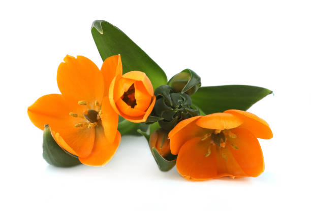Orange flower Ornithogalum dubium blossom.