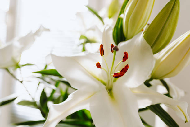 istock cut white decorative lily in vase 2047387400