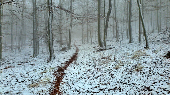 Walking path in snowy forest