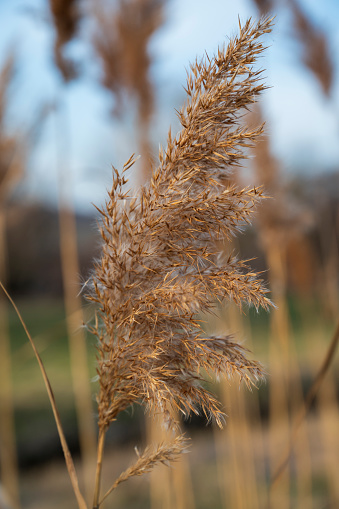 Detail of dry yellow flower of grass Phragmites mauritianus Kunth