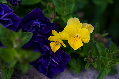 Close-up of yellow blooming flowers of Viola tricolor.