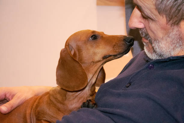 istock a dog's best friend 2047396100