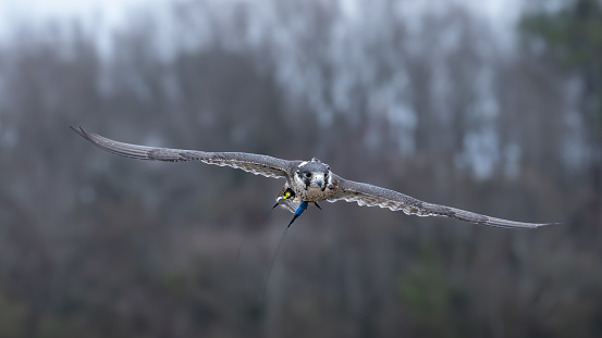 A majestic peregrine falcon (Falco peregrinus) soars above a meadow