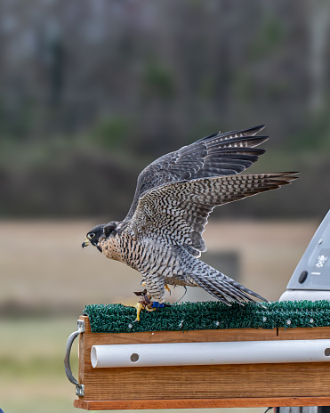 A Peale's falcon (Falco peregrinus pealei) taking off in flight