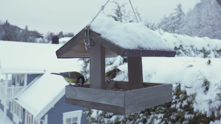 Wooden Birdhouse Hanging Outdoor With European Goldfinch Birds Feeding In Winter. closeup shot