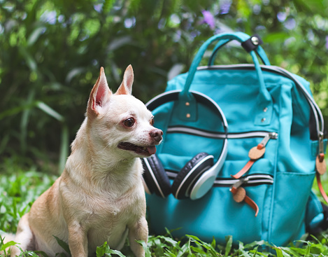 Portrait  of a cute brown short hair chihuahua dog  sitting  on green grass in the garden  with travel accessories, backpack and headphones. travelling  with animal concept.