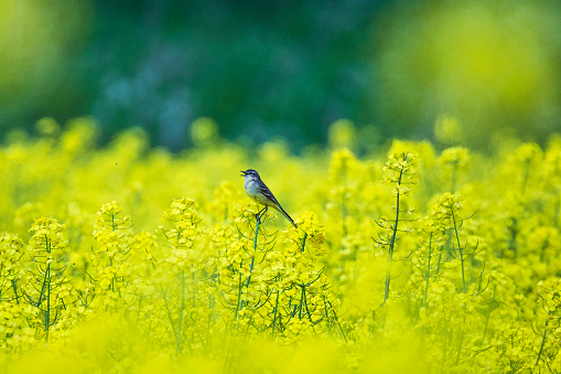Bird perched on a stem in a field