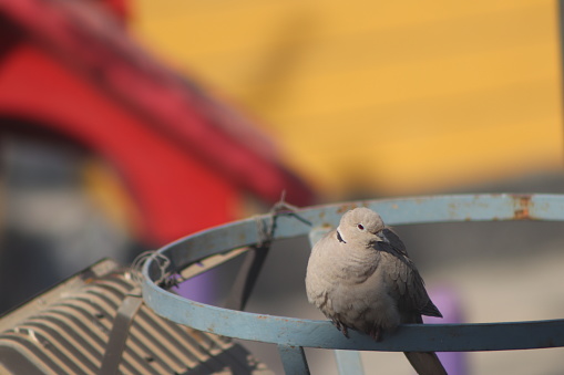 Dove standing and clicked this beautiful ring necked dove in the early morning. Close up photography of a bird