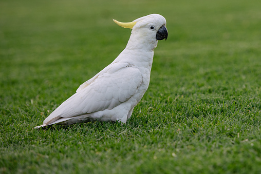 White parrot perched on green grass in the garden