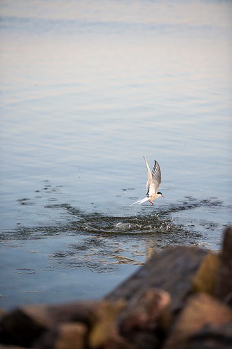 the silver tern bird stands on a rock in the archipelago near the sea
