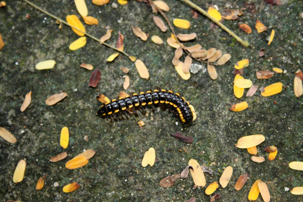 krocionoga żółtoplamista (harpaphe haydeniana) wśród ściółki liściowej: (pix sanjiv shukla) - cyjanki zdjęcia i obrazy z banku zdjęć