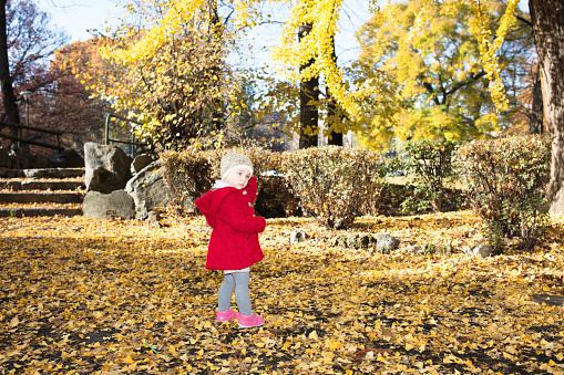 A little girl in a red coat walks with her parents in the city park under magnificent Gimko Biloba trees. It is autumn and the leaves of the trees are turning yellow and falling along the paths.