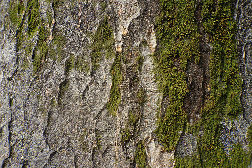 This photo was taken with the intention of using the bark pattern as a background material. Photo data: February 29, 2024, Tokyo, Setagaya Ward, Japan.