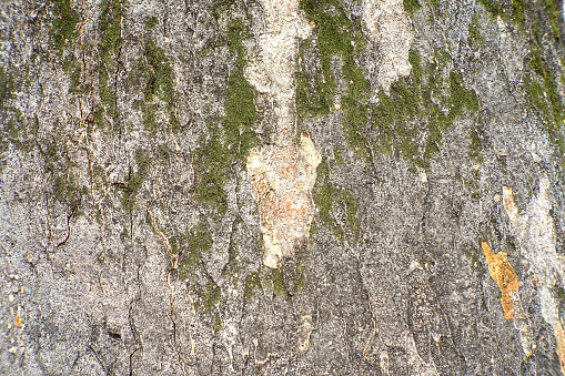 This photo was taken with the intention of using the bark pattern as a background material. Photo data: February 29, 2024, Tokyo, Setagaya Ward, Japan.