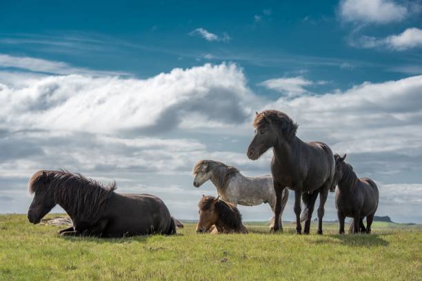 istock several horses and their babies are standing and laying on the grass 2047474961