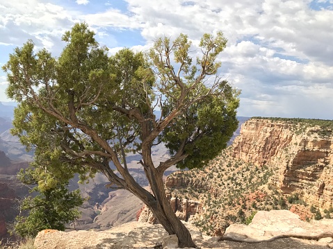 A tree standing at the edge of the majestic Grand Canyon