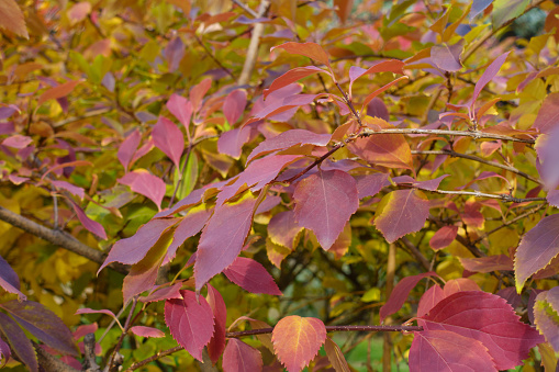 Purplish red and yellow autumnal foliage of forsythia in mid October