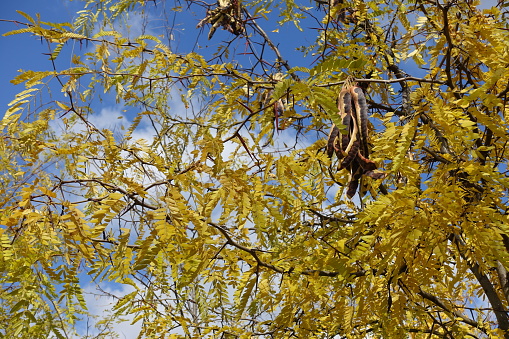 Seed pods and autumnal foliage of Gleditsia triacanthos against blue sky in mid October
