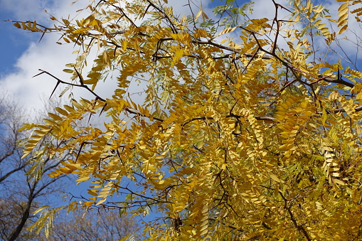Thorny branches of Gleditsia triacanthos with autumnal foliage against blue sky in mid October