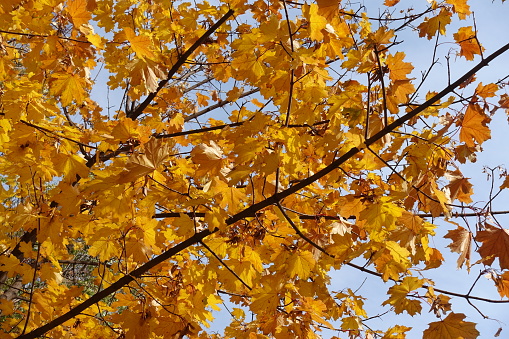 Amber yellow autumnal foliage of Norway maple in October