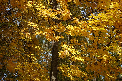 Dark brown branches and bright yellow autumnal foliage of Norway maple in mid October