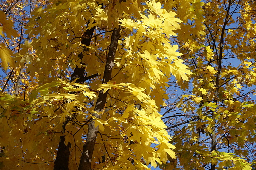Yellow autumnal foliage of Norway maple tree in mid October