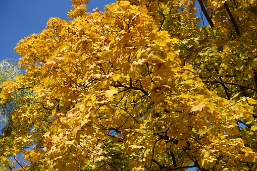 Vivid yellow autumnal foliage of Norway maple in October