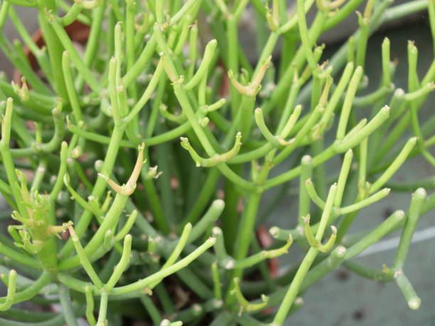 istock Euphorbia tirucalli 2047503802