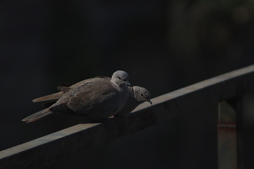 Dove standing and clicked this beautiful ring necked dove in the early morning. Close up photography of a bird