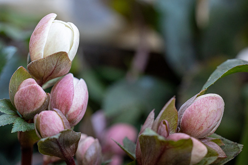 Close-up pink roses on green leaves background in the outdoor garden.