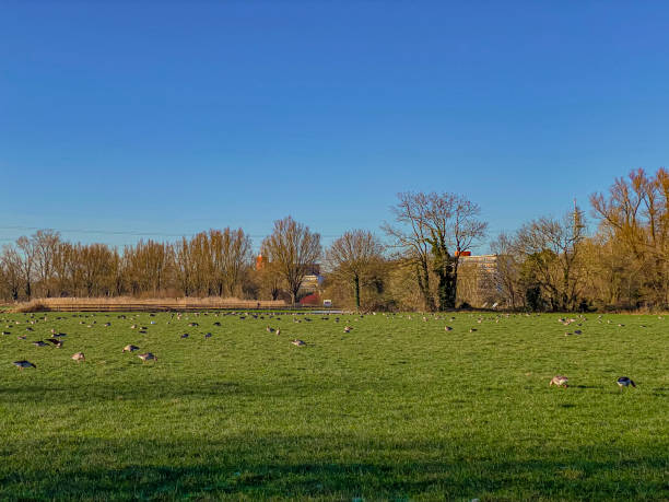 istock Geese on the meadow in spring sunny day, Netherlands. 2047514987