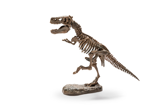 Tyrannosaurus Rex skeleton on white background