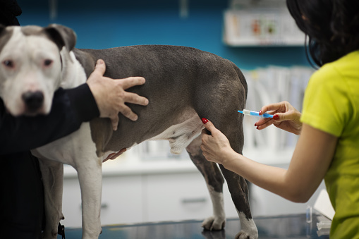 Closeup side view of a female vet doctor injecting a medicine into a Staffordshire terrier dog