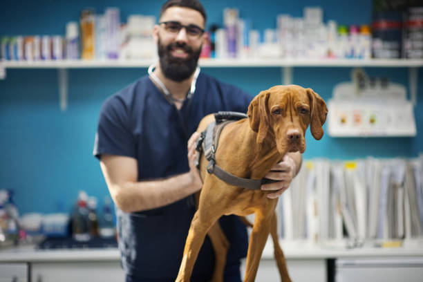 istock Vet doctor examining a dog. 2047546488