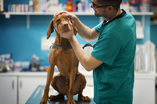 Closeup side view of a male vet doctor examining a Vizsla dog
