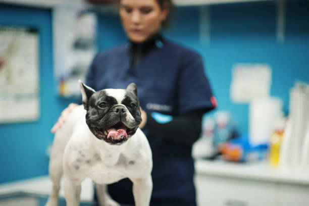 istock Vet doctor examining a dog. 2047547533
