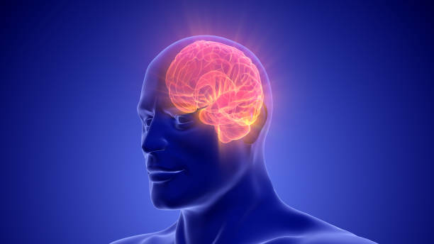 istock Medical Animation of the Human Half Brain 2047575521