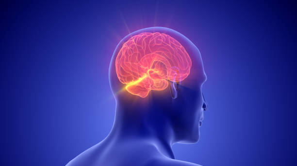 istock Medical Animation of the Human Half Brain 2047576030