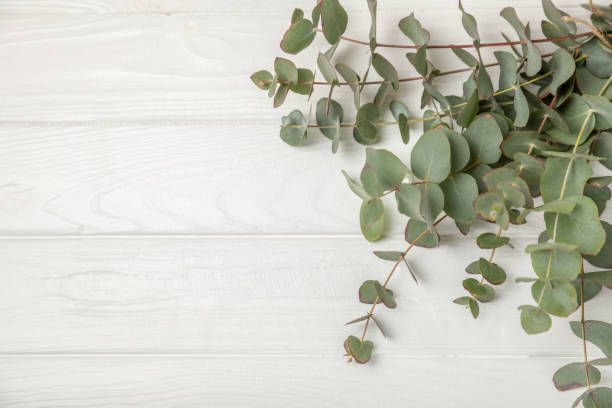 istock Eucalyptus leaves. Aromatherapy. Fresh eucalyptus close-up, on background. Fragrant essential oil. View from above. Copy space. Natural cosmetics and skin care concept. 2047579148