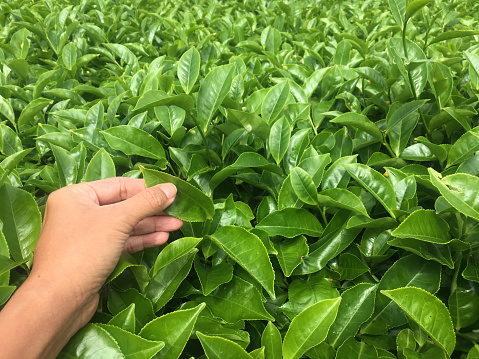 Close-up POV shot of unrecognizable hand touching green leaf at tea plantation in wayang windu, Bandung