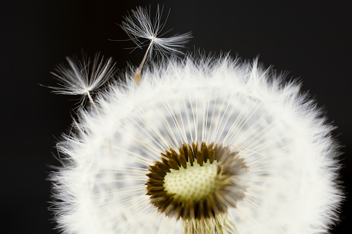 A closeup photo capturing a dandelion releasing its seeds into the wind. The flowers delicate petals, pollen, and fur are beautifully portrayed in this artistic shot of a terrestrial plant