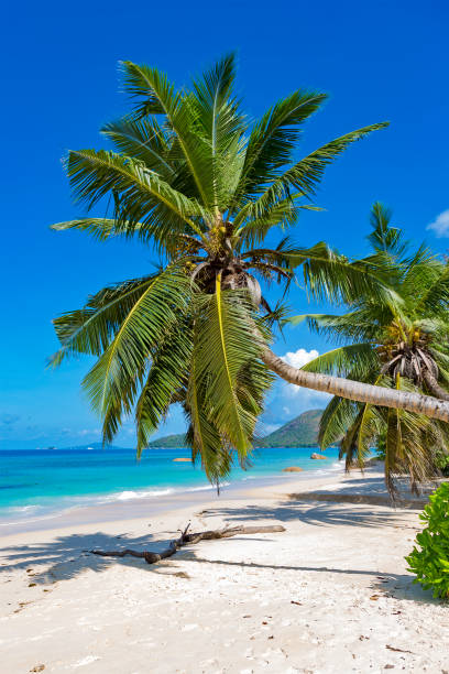 istock Coconut palm tree over blue ocean beach 2047600147