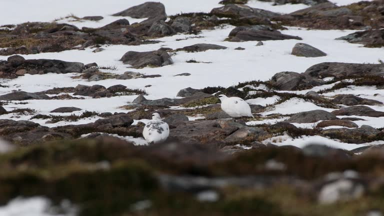 two ptarmigan feeding in rocky mountain landscape with patchy snow in Highlands, Scotland