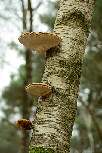 Winter time : three Bracket Fungus hanging on a birch tree trunk.
