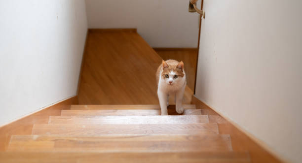 istock cat walking up the stairs 2047618780
