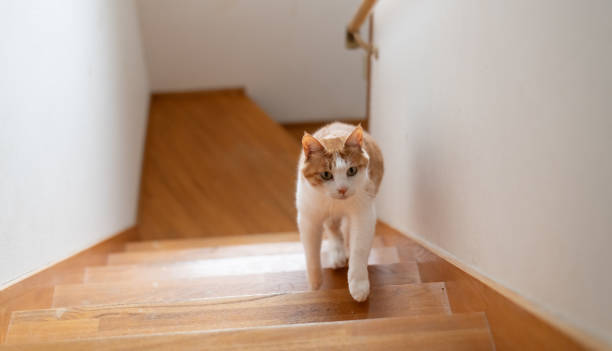 istock cat walking up the stairs 2047618808