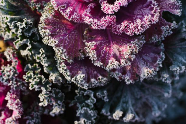 istock Ornamental decorative cabbage covered with a morning frost 2047624215