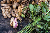 Organic Groundnut Harvest: Freshly Harvested with Leaves - Uttarakhand, India